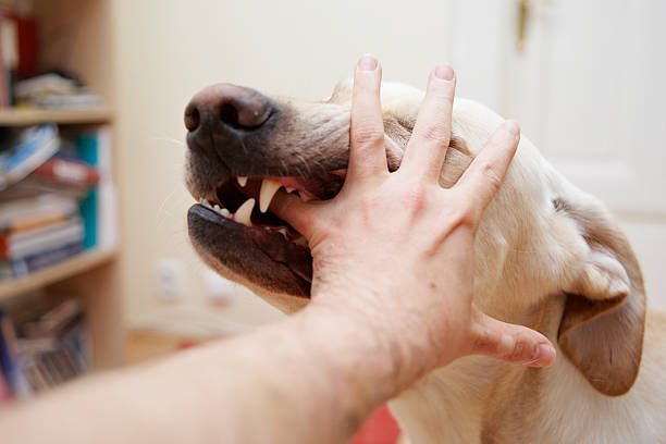 pies - dog biting aggression animal teeth zdjęcia i obrazy z banku zdjęć