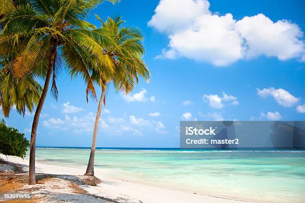 Palm Trees Hanging Over A Sandy White Beach Stock Photo - Download Image Now - Lakshadweep, India, Asia