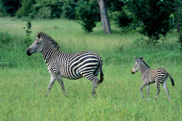 istock zebras mother and colt 1535915431