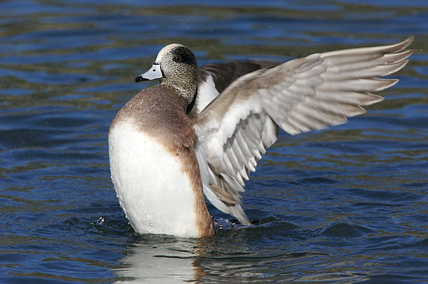 American Wigeon on the Water stock photo