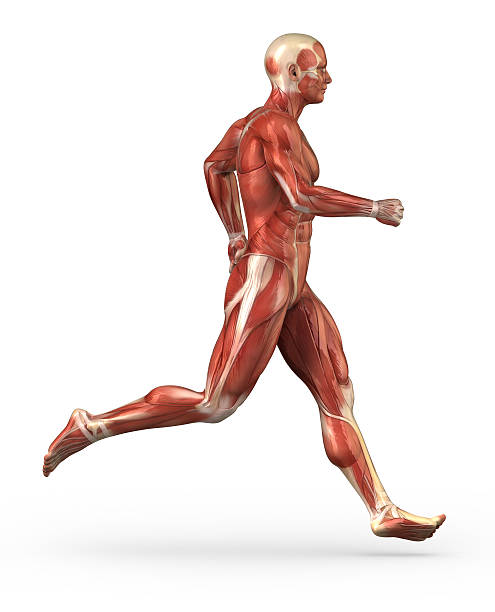 corriendo hombre sistema muscular - aductor grande fotografías e imágenes de stock