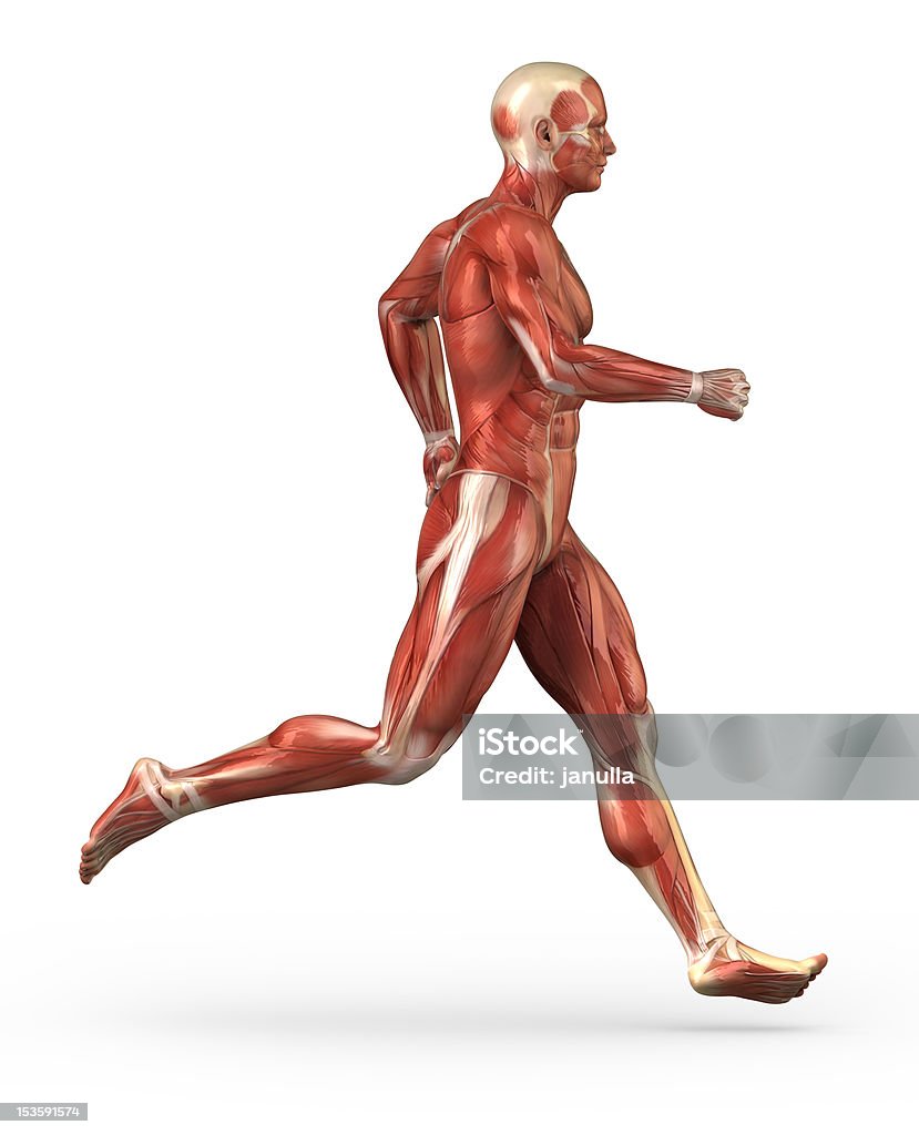ランニング男性筋肉システム - 人体構造のロイヤリティフリーストックフォト