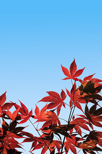 Acer palmatum, Red Maple -  with clipping path stock photo