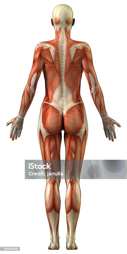 Anatomia del sistema muscolare femminile - Foto stock royalty-free di Anatomia umana