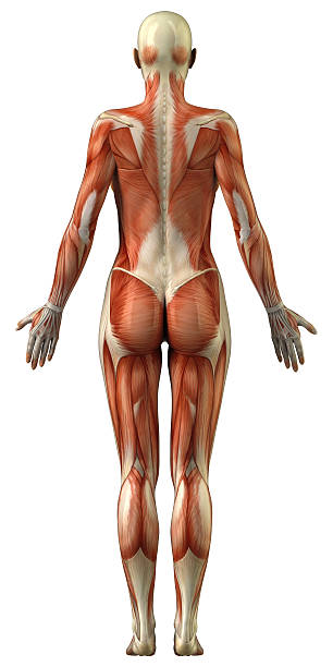 Anatomy of female muscular system Body with visible muscles  posterior  view deltoid photos stock pictures, royalty-free photos & images