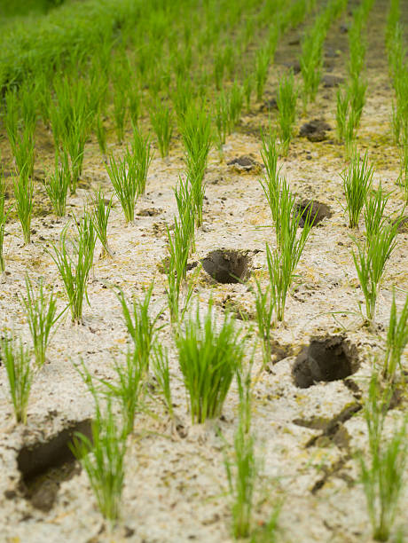 Rice field stock photo