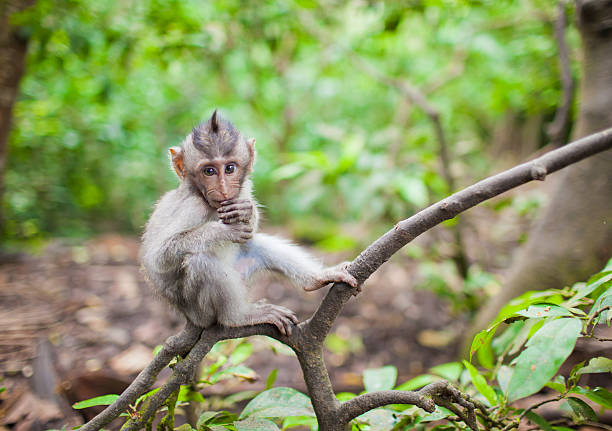 Baby monkey stock photo