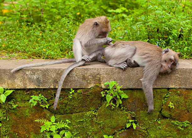 Monkeys stock photo