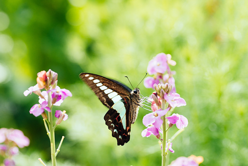 beautiful portrait of butterfly at sunrise