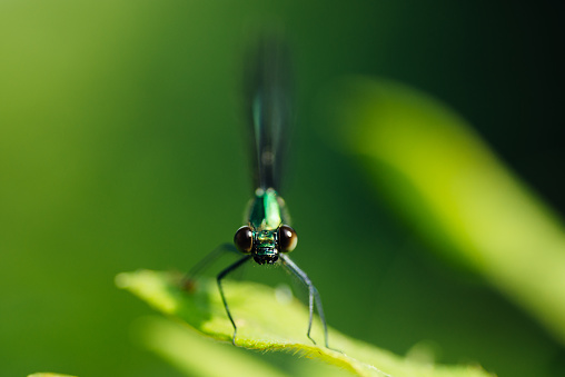 Yellow dragonflies are on the flowers in nature.