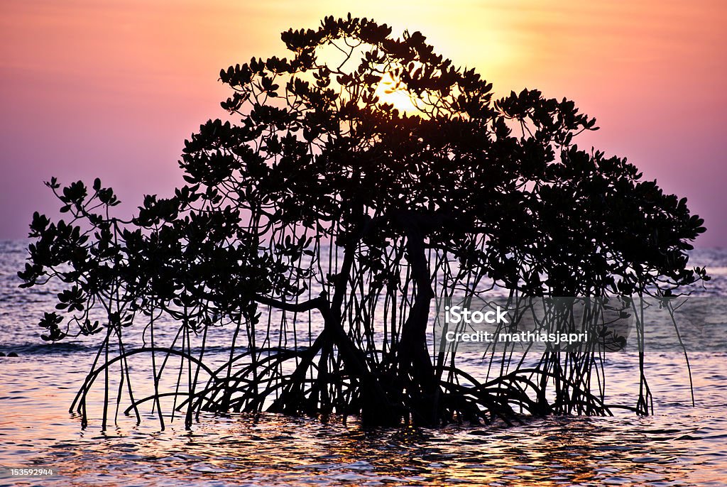 Silhueta de árvore - Foto de stock de Mangue royalty-free