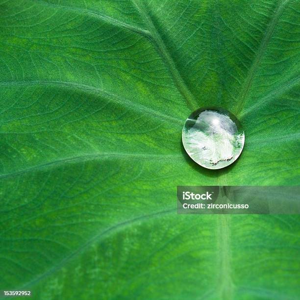 Drop On Leaf Stock Photo - Download Image Now - Beauty In Nature, Blob, Close-up