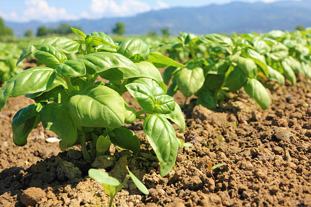 basil cultivated field stock photo