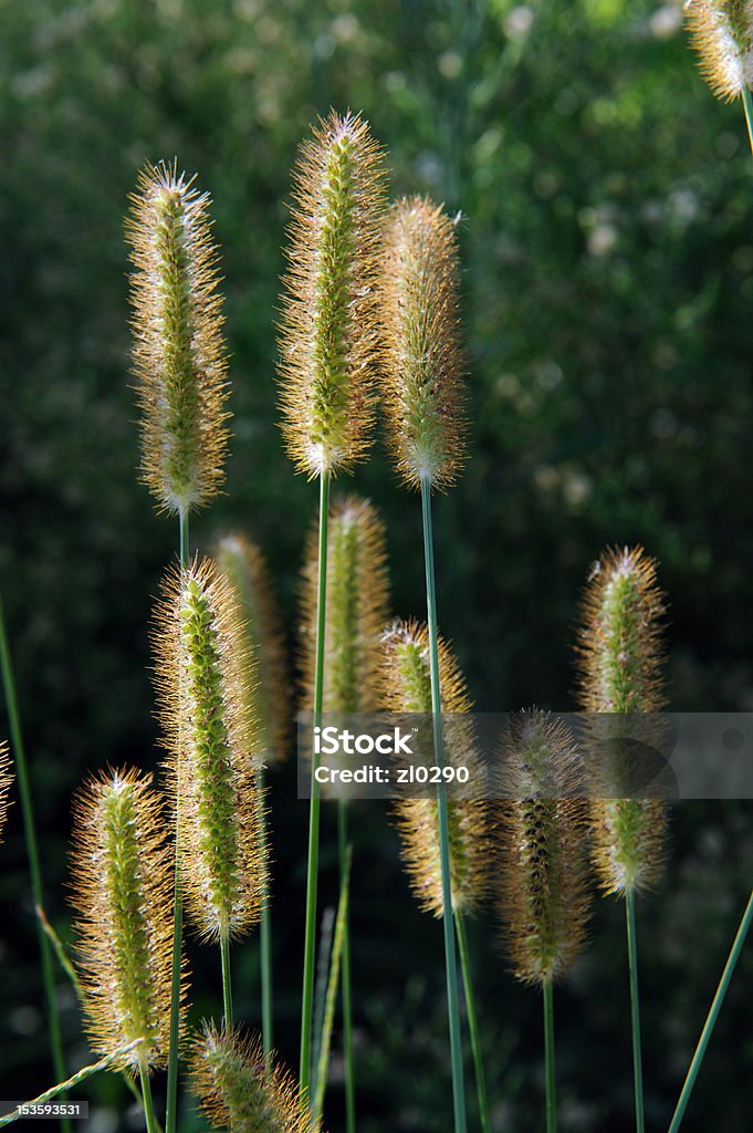 Cão rabo Relva - Royalty-free Flora Foto de stock