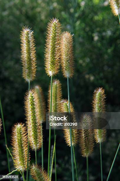 Cão Rabo Relva - Fotografias de stock e mais imagens de Flora - Flora, Fotografia - Imagem, Natureza