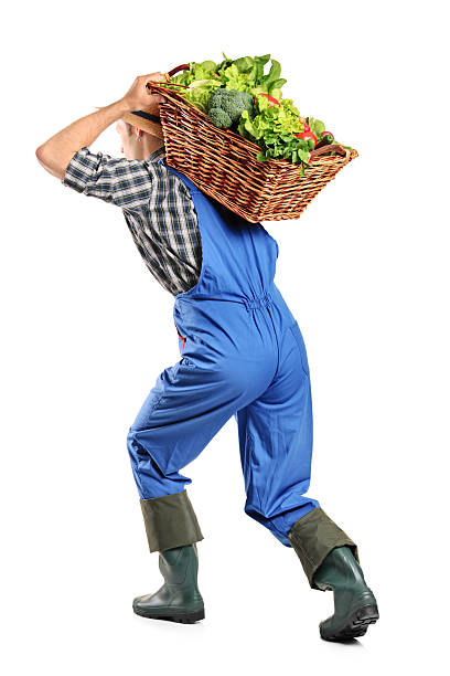 Full length portrait of a farmer carrying a basket of vegetables on his back isolated on white background