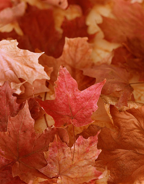 Red Maple Leaves stock photo