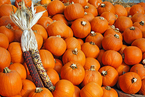 istock Pile of Pumpkins 153593694