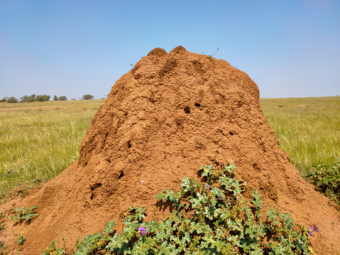 Termite hill colony in the meadow