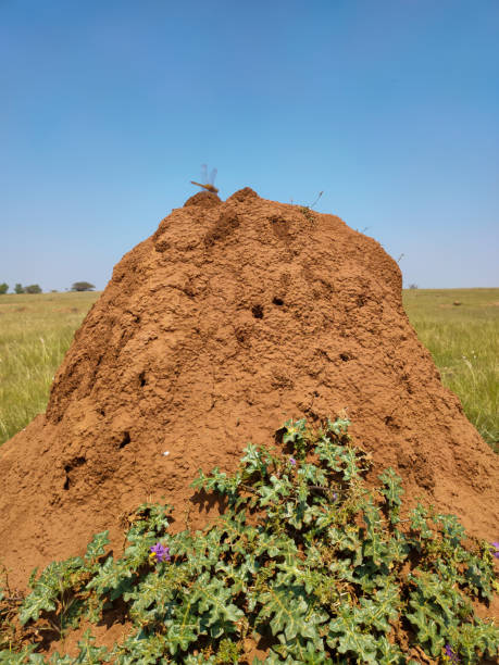 Termite hill colony in the meadow