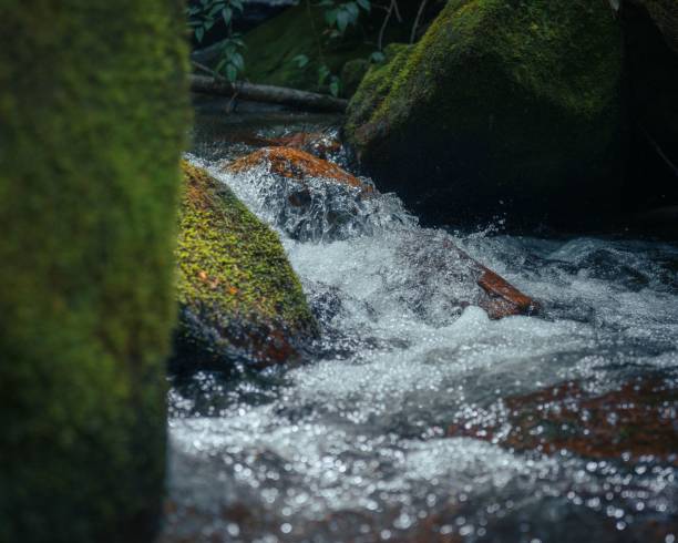 istock Tranquil scene of a stream running through a lush green forest. 1535946153