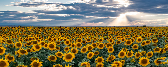 Panoramic view of field with sunflower flowers against the sunset sky.