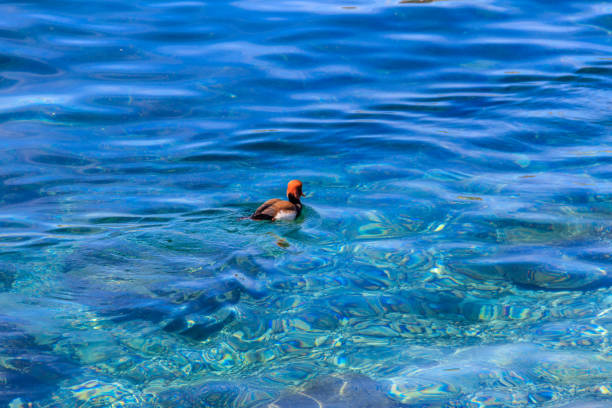 Red-crested pochard (Netta rufina) swimming in a lake