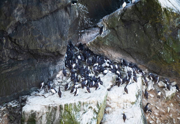 istock Guillemot Colony on Anglesey 1535978705