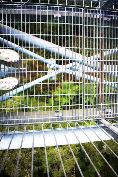 istock Looking Down Through the Steel Platform Elevated Walkway in Forest 1535980815