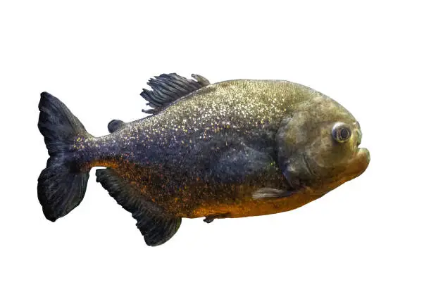 Photo of Red-bellied piranha isolated on white background. Pygocentrus nattereri fish cut out icon, side view.