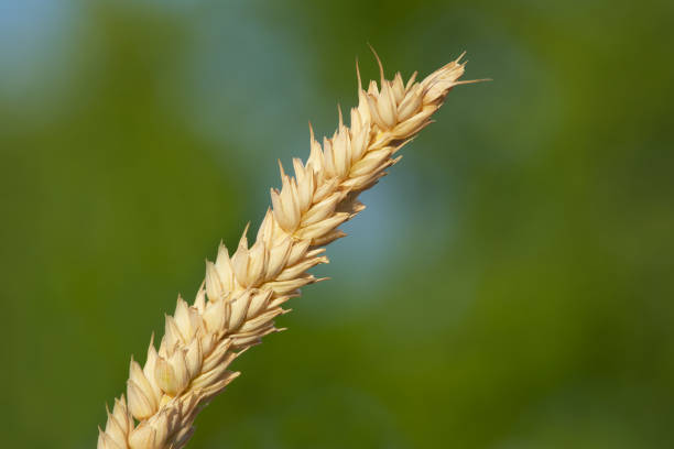 close-up of an ear of wheat on the green background