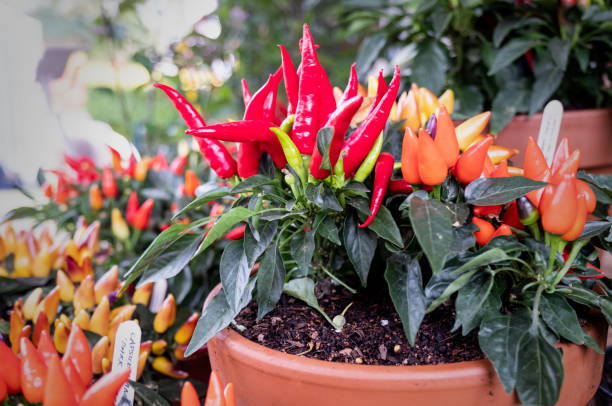 istock 2019 Waddesdon Manor Chilli Festival 1536014446
