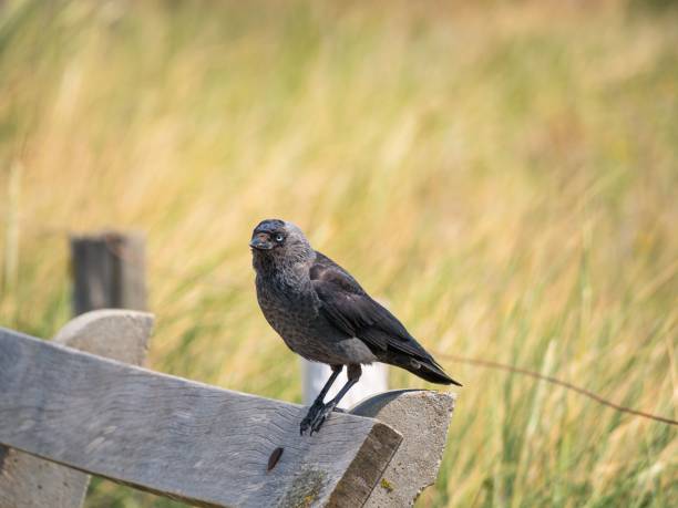 Western jackdaw bird perched atop a wooden bench in a park setting