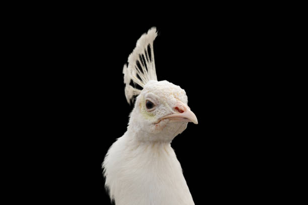istock White peacock on a black background close-up, wild bird 1536024357