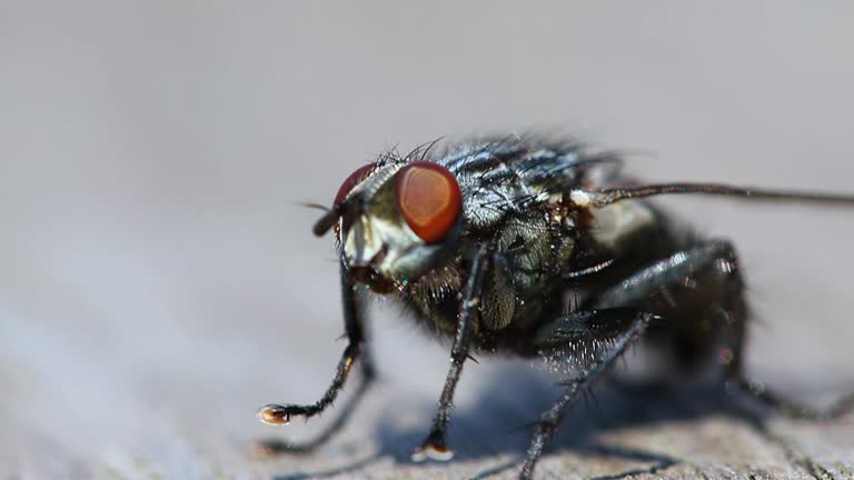 housefly rubbing it’s front legs.