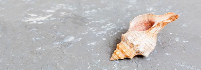 Beach seashells on colored background. Mock up with copy space.