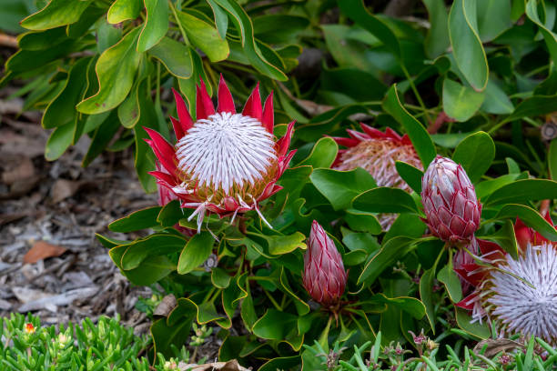 king protea (protea cynaroides), cultivar little prince bush in garden - sugarbush imagens e fotografias de stock