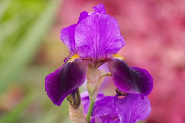 Bearded iris stock photo