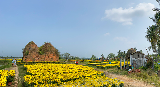 Ben Tre, Vietnam - Jan 18, 2020. Ancient brickyard with Marigold flower field at spring in Mekong Delta, Vietnam.