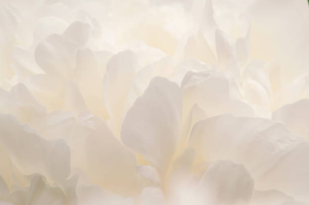 istock Blurry background of white peony petals and details 1536085335