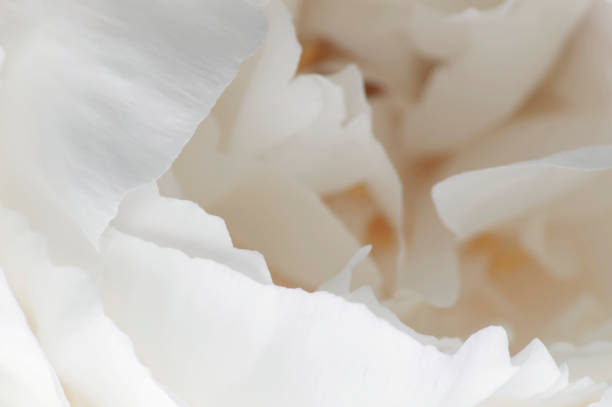 istock Background of white peony petals 1536085387