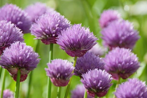 Allium Schoenoprasum blooming- Wild Chives, Flowering Onion, Garlic Chives, Chinese Chives, Schnittlauch Allium Schoenoprasum blooming- Wild Chives, Flowering Onion, Garlic Chives, Chinese Chives, Schnittlauch chives allium schoenoprasum purple flowers and leaves stock pictures, royalty-free photos & images