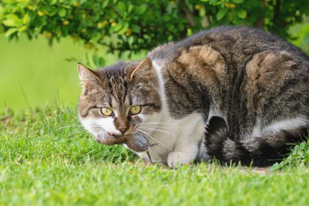 istock Domesticated cat cought mouse sitting on the green lawn 1536093259
