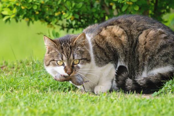 domesticated cat cought mouse sitting on the green lawn - cought imagens e fotografias de stock