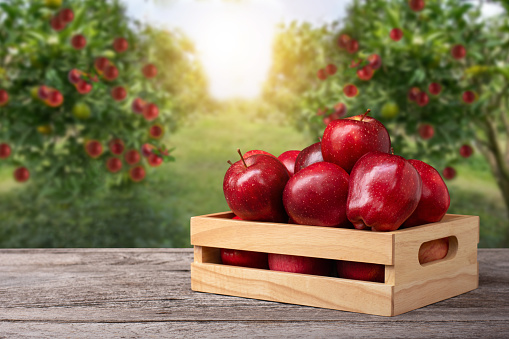 Red apple in wooden box (crate) on wood table with apple tree in garden blur background.