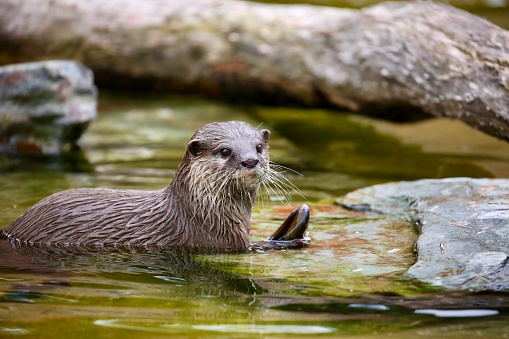 Cape clawless otter eating a Dark shyshark on a rock in the coastal town of Kommetjie in the Western Cape of South Africa.