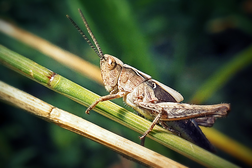 Insect Parallel Chorthippus Parallelus Meadow Grasshopper Insect Stock Photo - Download ...