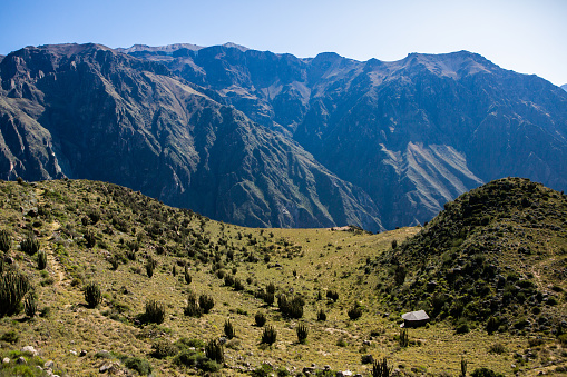 Peru is a megadiverse country with habitats ranging from the arid plains of the Pacific coastal region in the west to the peaks of the Andes mountains