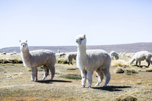 istock A picture with beautiful landscape in Peru. 1536104373