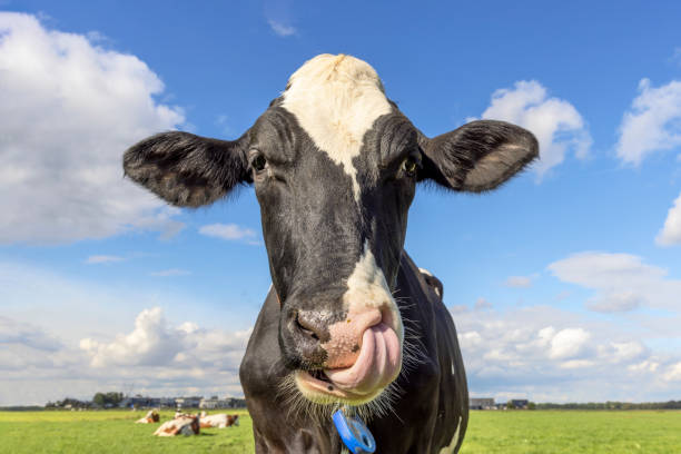 Cow is nose picking with tongue, funny portrait of a relaxed black and white livestock stock photo
